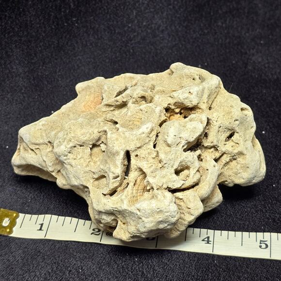 Genuine Fossilized Coral Reef Stone Ocean Coastal Home Decor Display Aqua - Picture 9 of 10